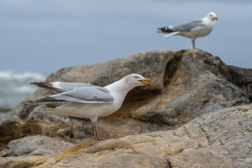 Side view of European herring gull (Larus argentatus).