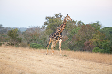 Giraffe in the Savanna