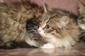 beautiful fluffy Siberian kitten on a brown