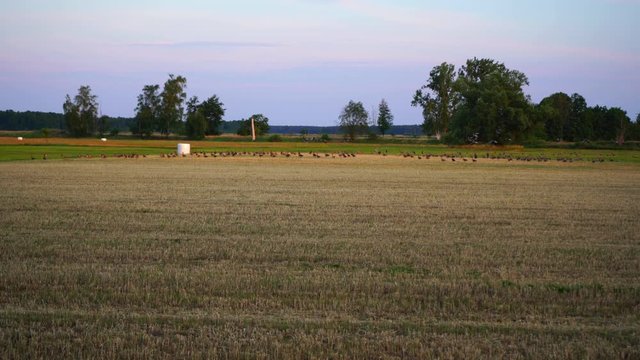 Ducks flying away on a Field in Beelitz Brandenburg