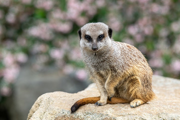 Portrait of a wild African Meerkat (Suricatta).