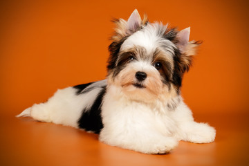 Biewer Yorkshire Terrier on colored backgrounds