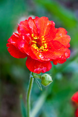 Geum 'Mrs J Bradshaw' a red herbaceous perennial flower plant commonly called avens