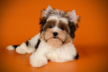 Biewer Yorkshire Terrier on colored backgrounds