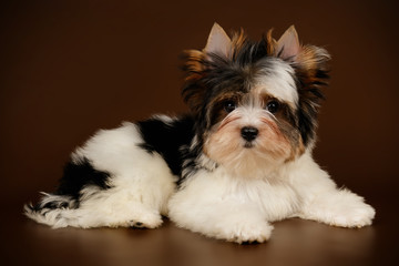 Biewer Yorkshire Terrier on colored backgrounds