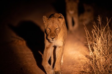 Lion pride with sub adults © Darrel
