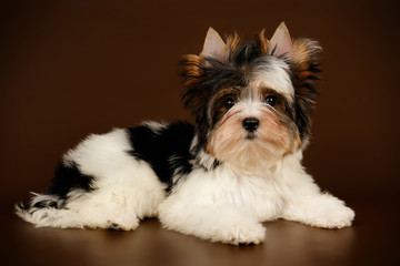 Biewer Yorkshire Terrier on colored backgrounds