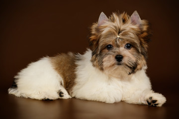 Biewer Yorkshire Terrier on colored backgrounds