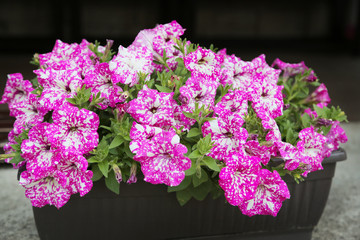 Petunias, colorful petunia flower (Petunia hybrida). Flowers petunia background texture, pattern.
