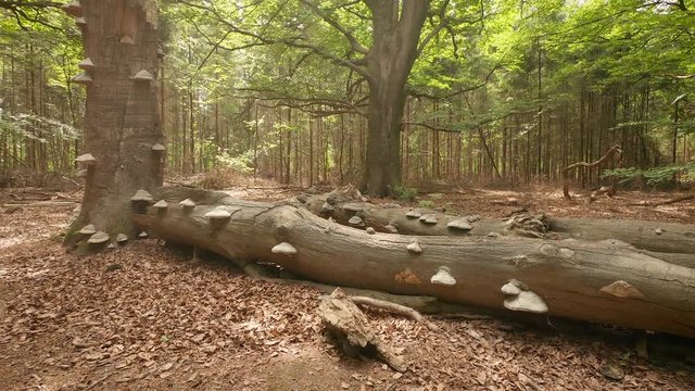 Mushroom tinder on the trunks of dead trees in the forest.