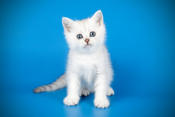 Scottish straight shorthair cat on colored backgrounds