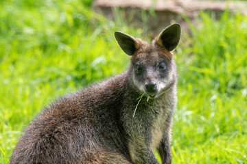 Fototapeta premium Close up of a Swamp Wallaby (Wallabia bicolor) a kangaroo from Australia
