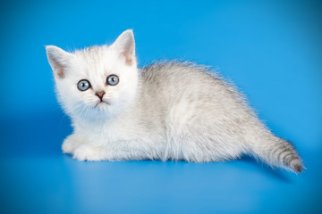 Scottish straight shorthair cat on colored backgrounds