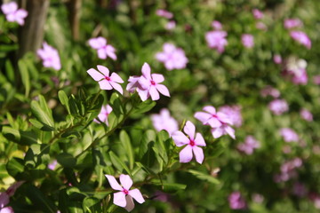 Madagascar rosy periwinkle (Catharanthus roseus) flower in garden. Other names Cape periwinkle, old-maid. It was formerly included in the genus Vinca as Vinca rosea.