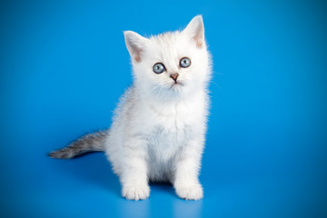 Fototapeta na wymiar Scottish straight shorthair cat on colored backgrounds