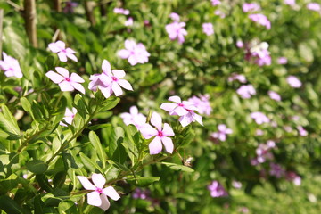 Catharanthus roseus, commonly known as the Madagascar periwinkle, rose periwinkle, or rosy periwinkle, is a species of flowering plant in the dogbane family Apocynaceae.