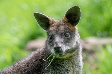 Close up of a Swamp Wallaby (Wallabia bicolor) a kangaroo from Australia