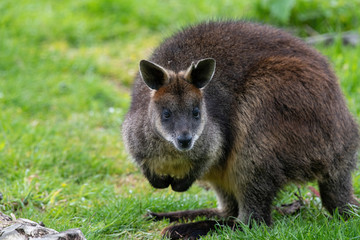 Naklejka premium Close up of a Swamp Wallaby (Wallabia bicolor) a kangaroo from Australia