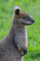 Close up of a Swamp Wallaby (Wallabia bicolor) a kangaroo from Australia