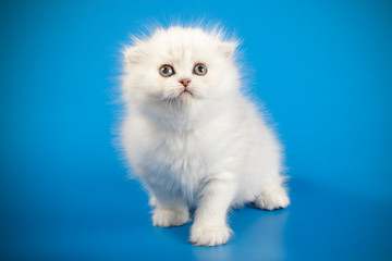 Scottish fold longhair cat on colored backgrounds