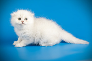 Fototapeta premium Scottish fold longhair cat on colored backgrounds