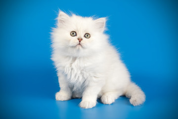 Fototapeta na wymiar Scottish straight longhair cat on colored backgrounds