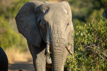 Elephant herds