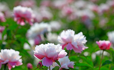 Blooming peony in the garden