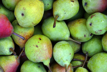 Green pears fresh from the farm. Background