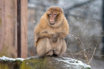 Cold Monkey