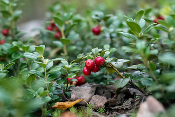 meadow of ripe cowberries in the forest