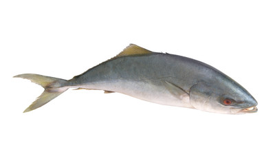 Big yellowtail amberjack fish