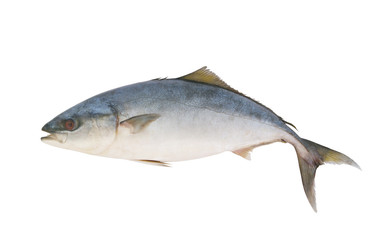 Naklejka premium Big yellowtail amberjack fish, Seriola lalandi, isolated on white background