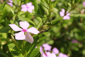 Madagascar rosy periwinkle flower.