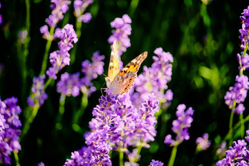 Butterfly on a lavender blossom