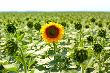 Single Sunflower on a blurred background of the field. The concept of agriculture. Place for text. Natural photography.