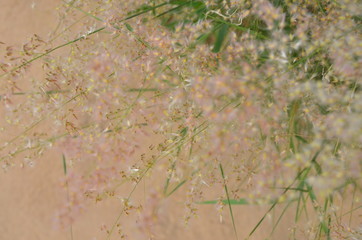 Grass flower surface