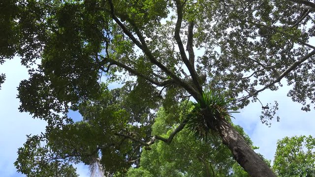 Big and tall local durian tree. Fertile durian tree with plenty of durian fruits on branches in southern Thailand,low angle view.