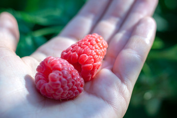 Handful of raspberries in hand. Health concept. Summer photo.