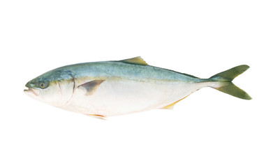 Yellowtail amberjack fish isolated on white background.