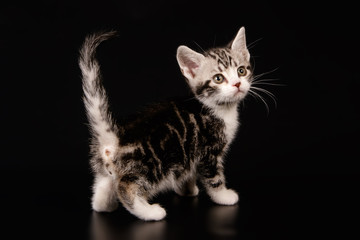 Obraz na płótnie Canvas American shorthair cat on colored backgrounds