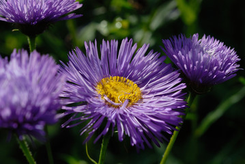 Obraz premium Blue flowers in the flowerbed in the summer season