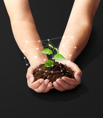 手のひらの中の植物-新芽-若葉-成長-未来
