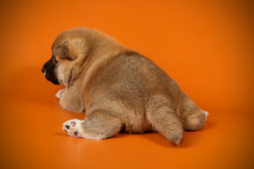 Shiba inu on colored backgrounds