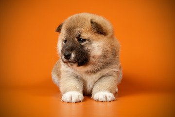Shiba inu on colored backgrounds