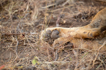 Lions feeding on a kudu