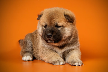 Obraz premium Shiba inu on colored backgrounds