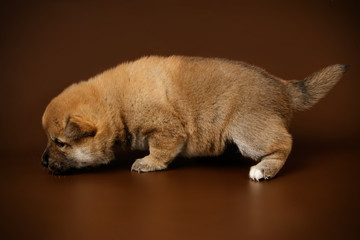 Shiba inu on colored backgrounds