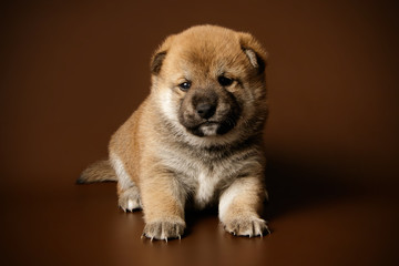 Shiba inu on colored backgrounds