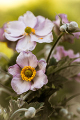 Pink anemone flowers in full bloom, close up.